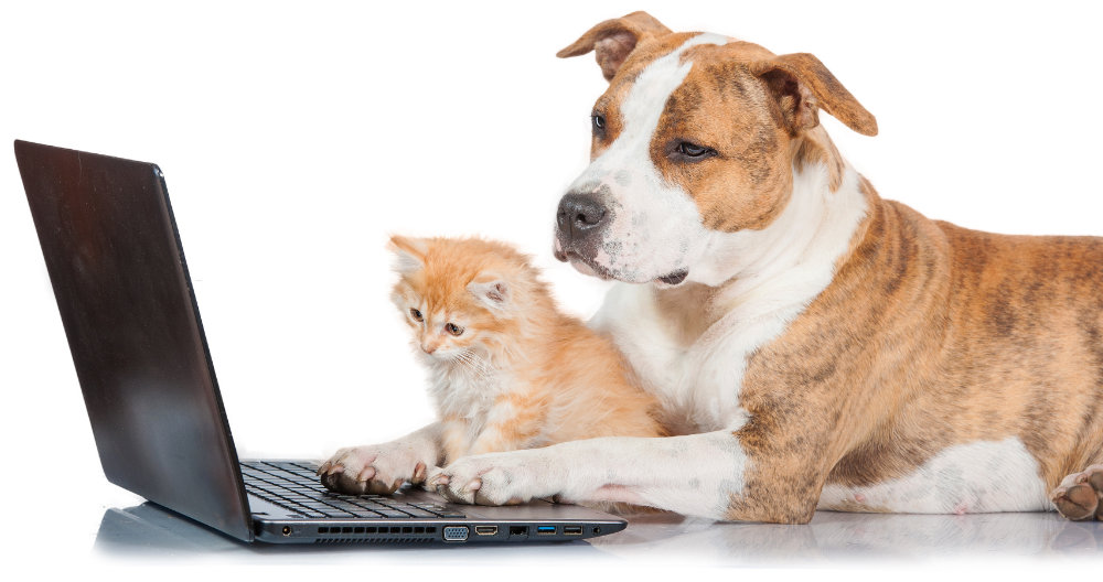dog and cat on keyboard
